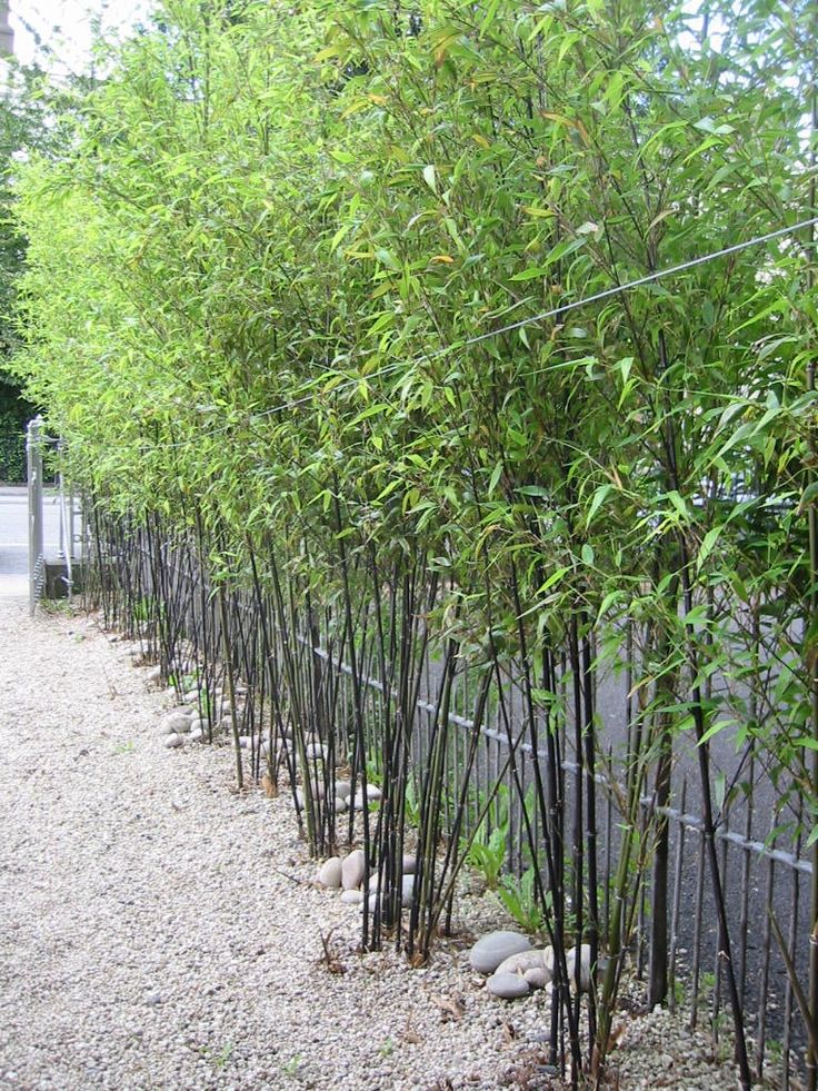 بامبوی سیاه